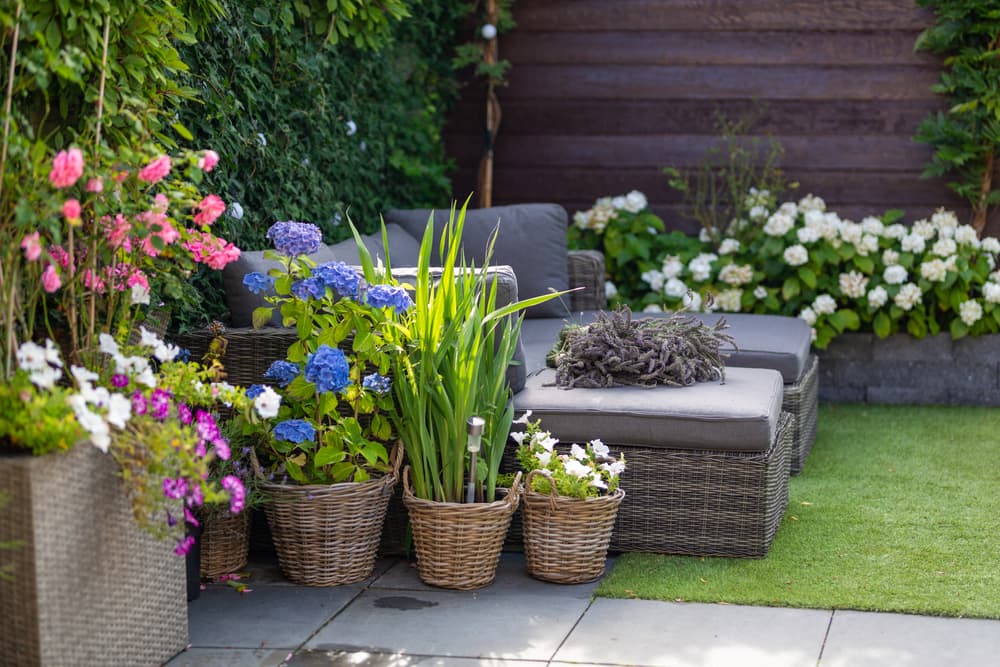 hydrangea, roses and ornamental grasses growing in wicker baskets next to garden furniture