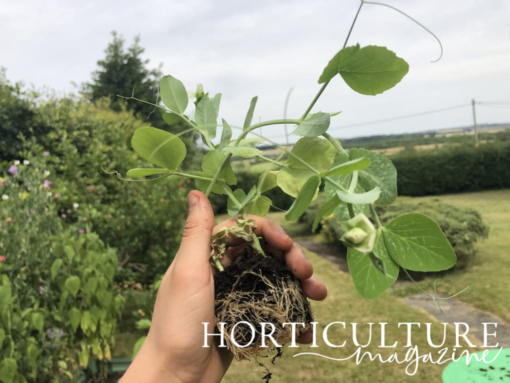 closer view of pea plug plants in the garden, ready for transplanting