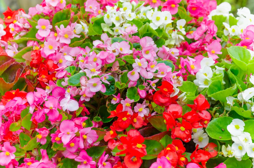 pink, white and red flowers of Begonia semperflorens