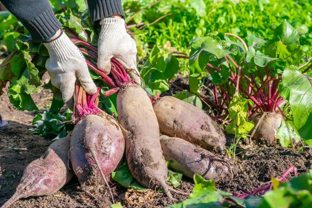 large overgrown, mature beetroot being pulled up by a pair of gloved hands