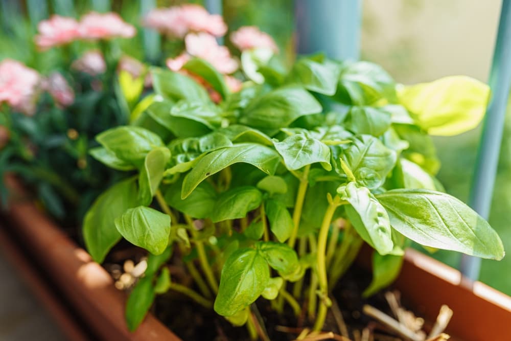 basil foliage shown enjoying full sun