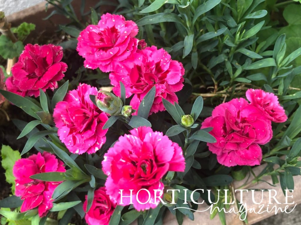 pink dianthus flowers and buds that look ready to bloom