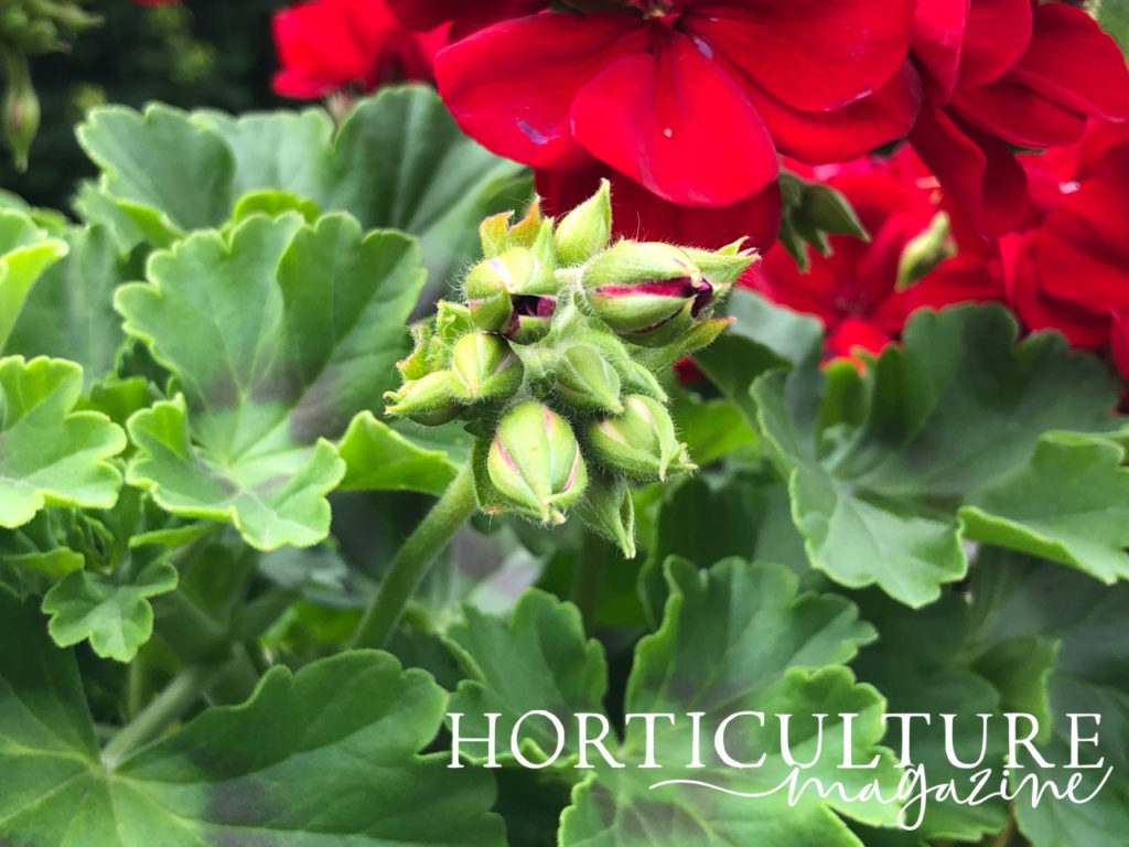 Pelargonium buds in focus and ready to bloom