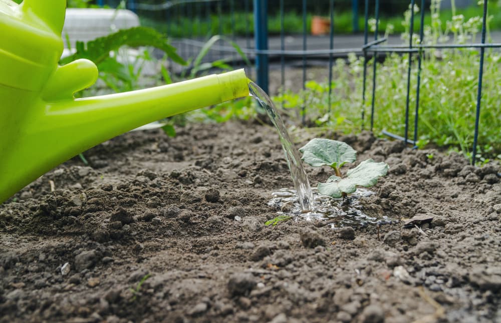 spout of a watering can pouring water on a small rhubarb seedling