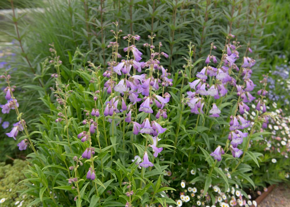 lilac coloured Penstemon 'Alice Hindley' flowers