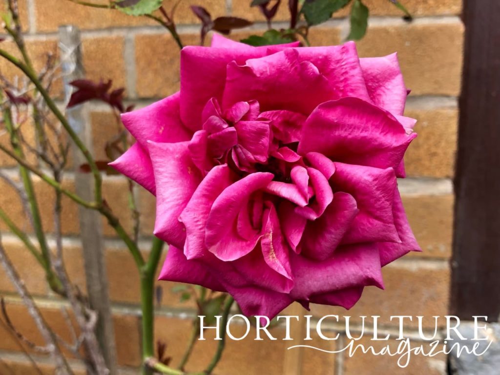 a beautiful unfurling rose in deep pink