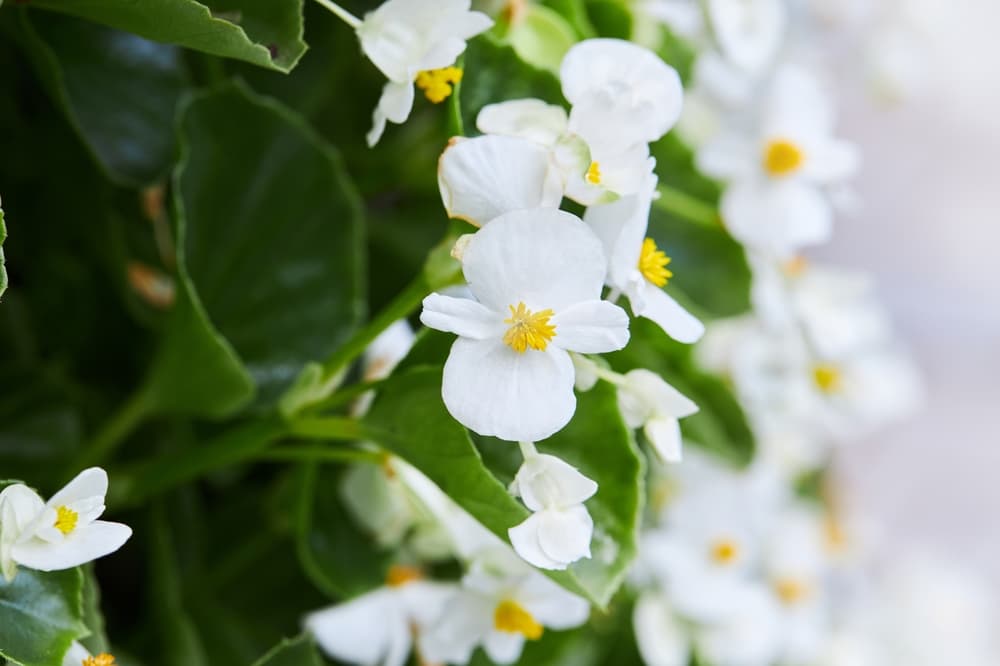 beautiful white petals and yellow stamen of Ambassador Rose