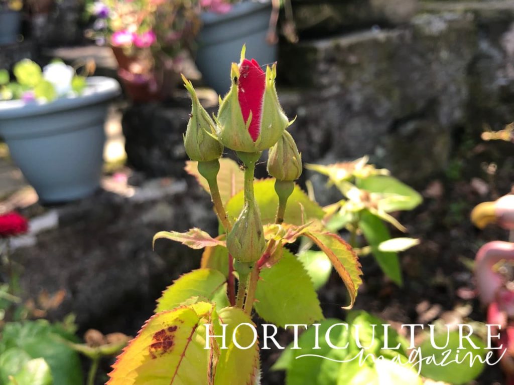 buds of fresh rose growth with garden container plants in the background