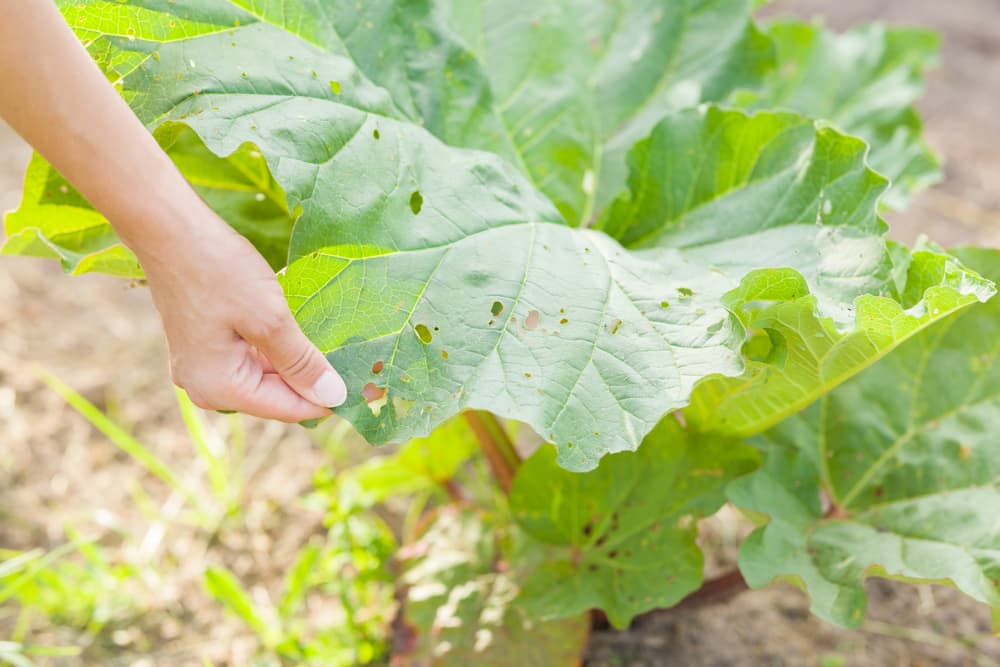 hand demonstrating the foliage of rhubarb damaged by pests