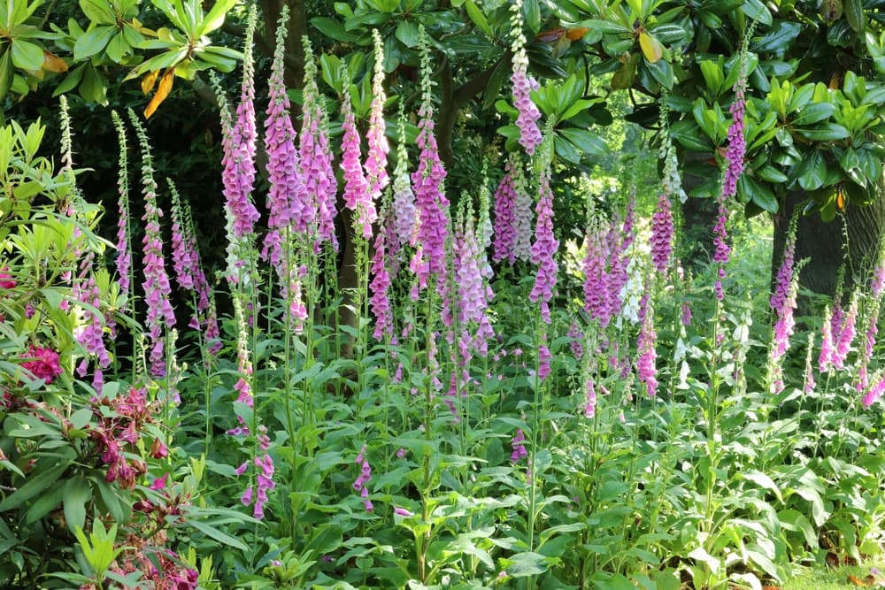 pink and purple flowering digitalis purpurea in a garden border