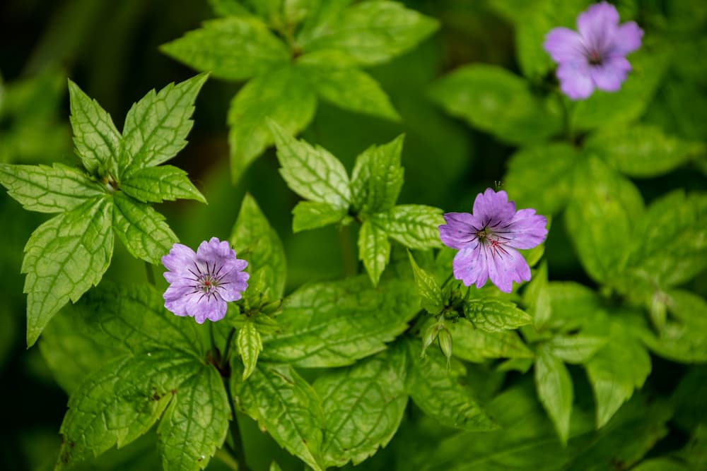 foliage and flowers of Geranium nodosum