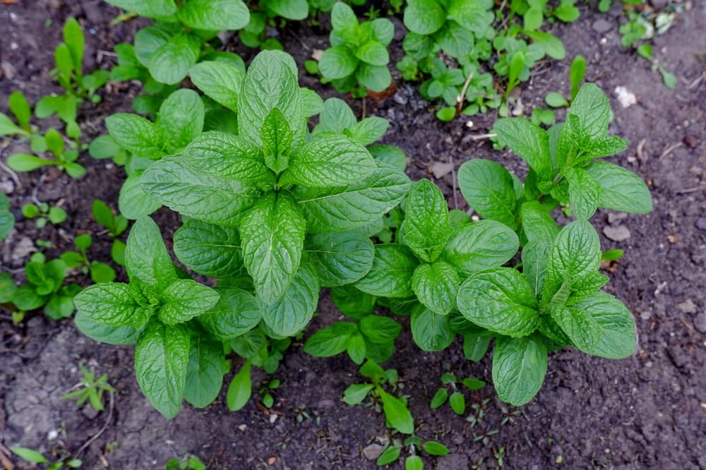 mint growing from garden soil