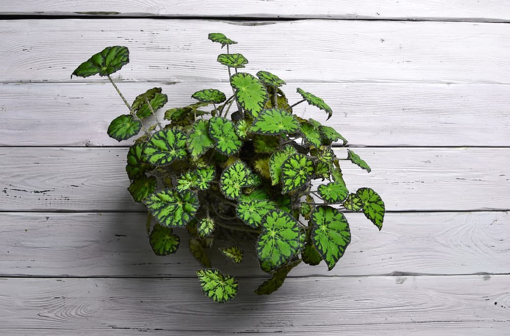 begonia ,metallica in a plant pot, with white painted timber boards in the background