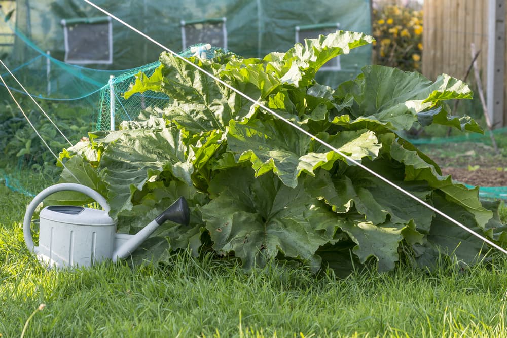 lush foliage of rhubarb plants with a grey watering can sat on the lawn