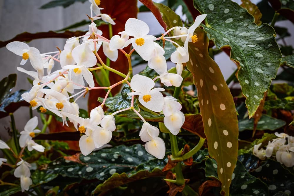 B. Angel Wing plant with white flowers and green spotted leaves