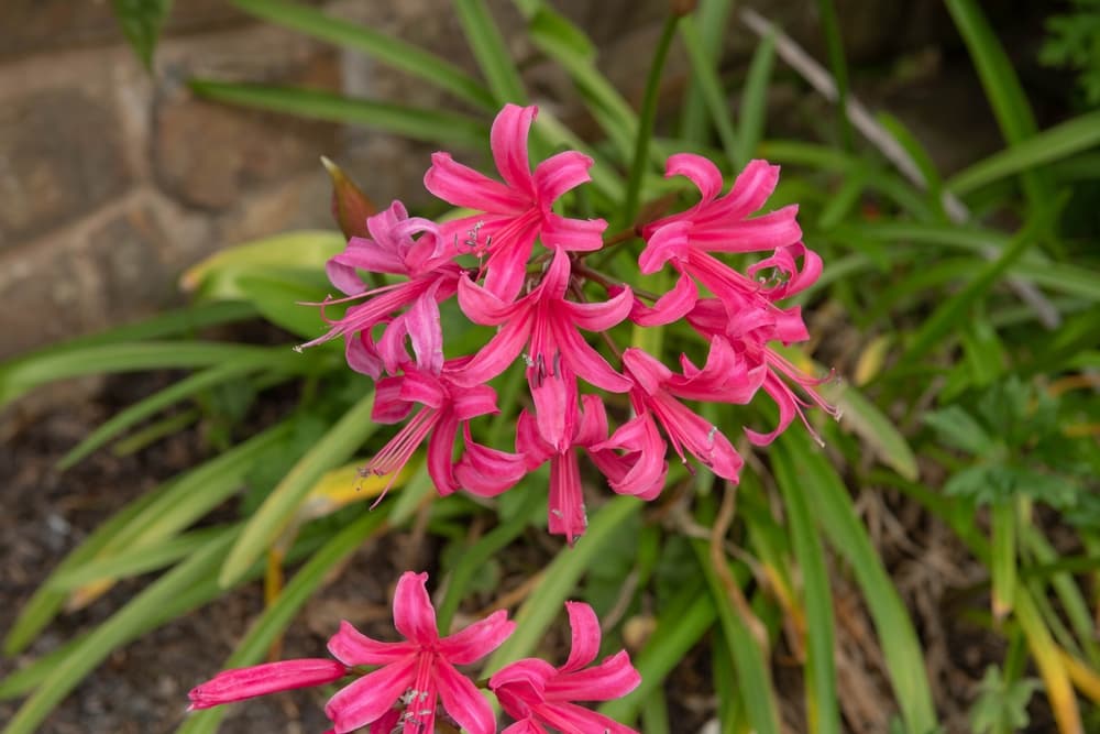 pink flowering Nerine bowdenii 'Zeal Giant'