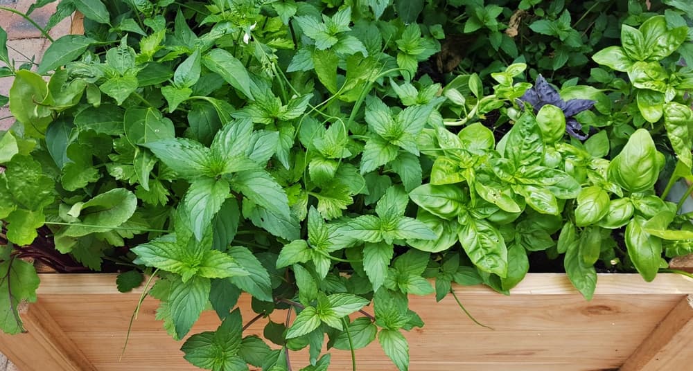 mint and basil growing from a wooden rectangular planter