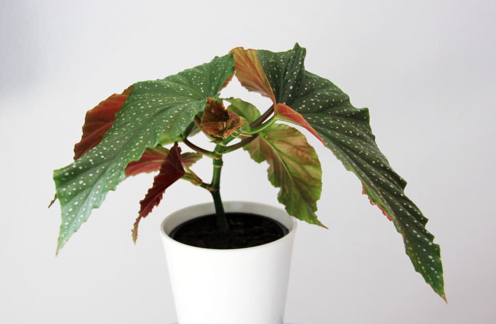 begonia 'lucerna' houseplant in a white container