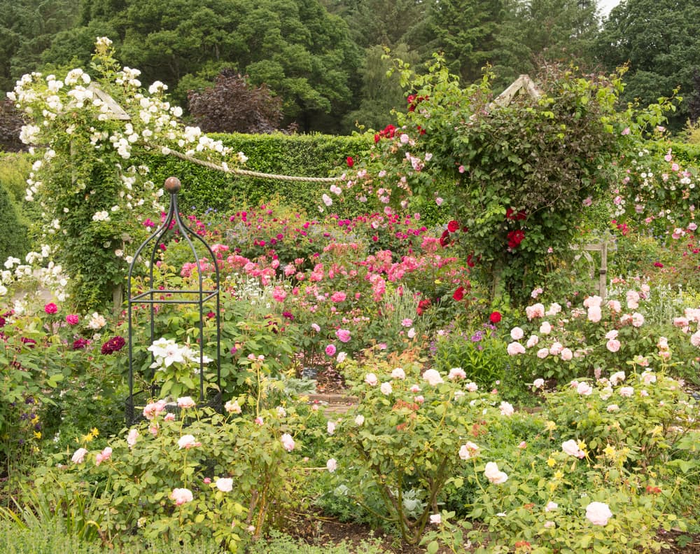 red, pink and white rosa shrubs in a large country garden