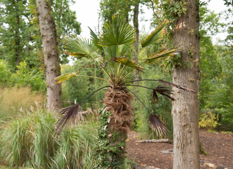 9 Spiky Plants Suited To The Garden Horticulture.co.uk