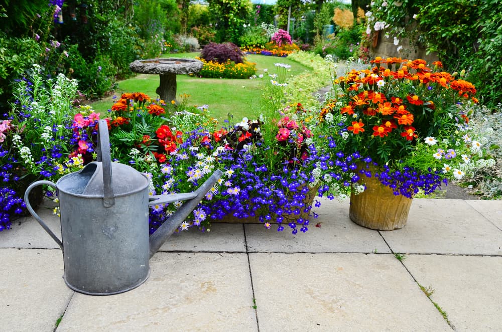 a garden flourishing in summer with begonia, marigolds and lobelia growing in pots and a large lawn and water feature in the background