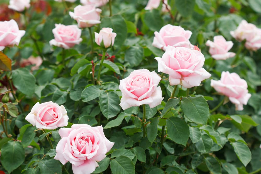 hybrid tea rose shrub Frederic Mistral