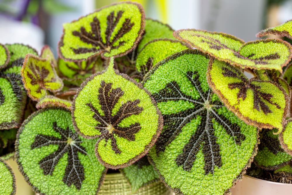 foliage of 'Iron Cross' begonia