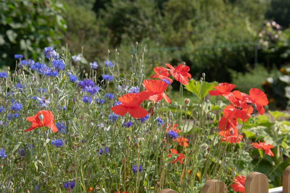 red poppies and blue flowering cornflowers in a sunny garden