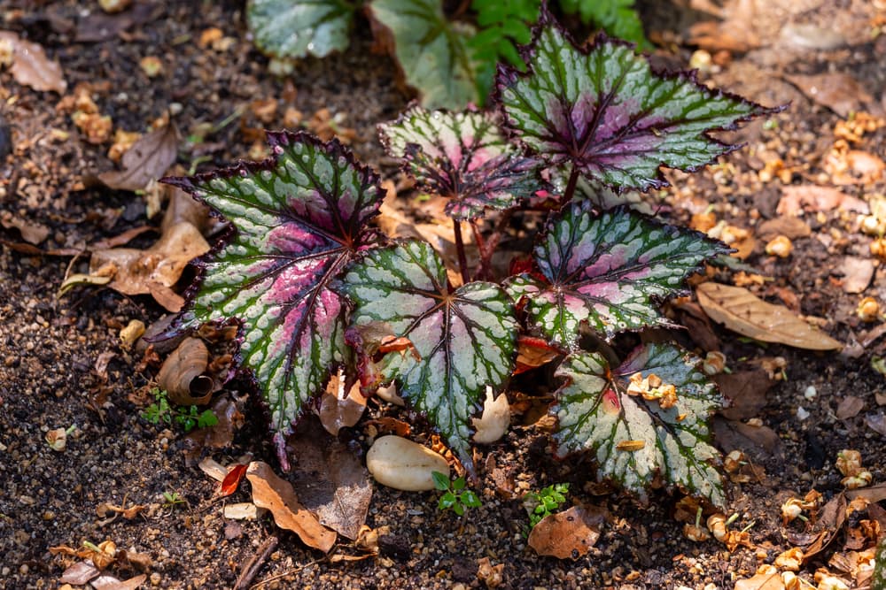 Begonia Rex plant growing outdoors