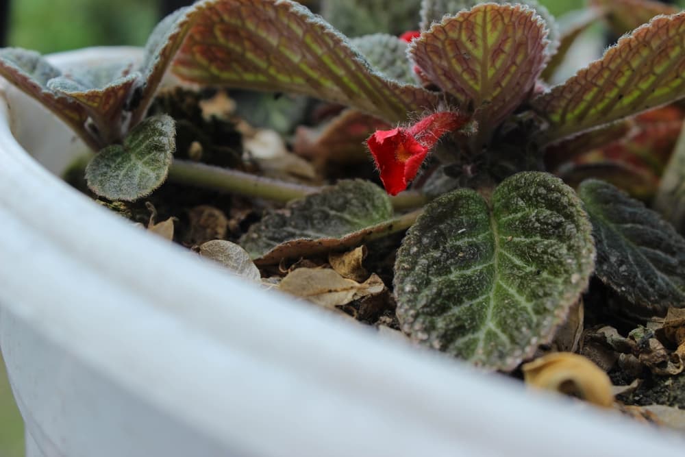 potted Begonia aconitifolia