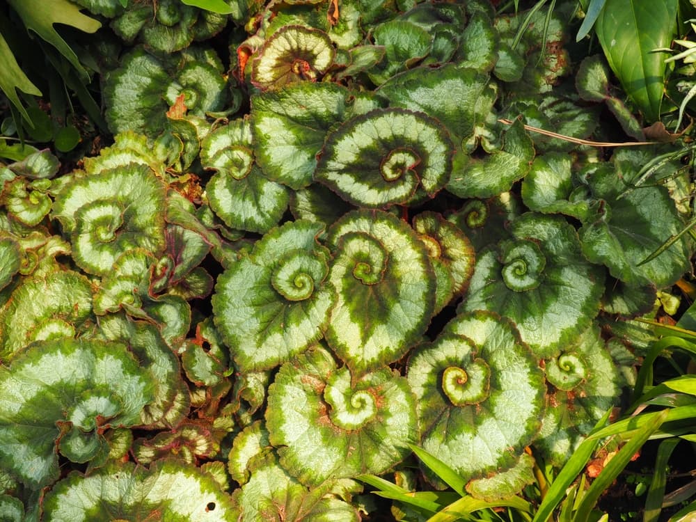 begonia escargot foliage with its interesting spiral shaped patterns