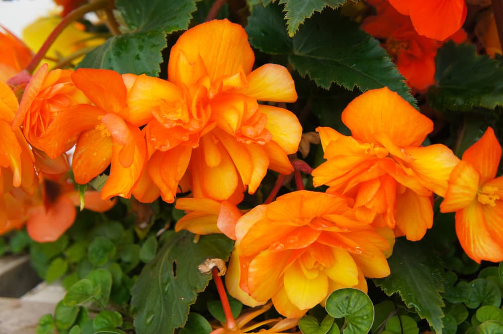 B. ’Illumination Apricot’ flowers