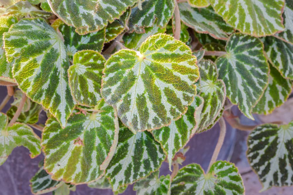 foliage of begonia Silver Jewell