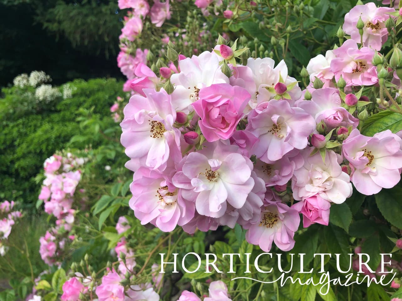 How (And When) To Prune Roses Horticulture.co.uk