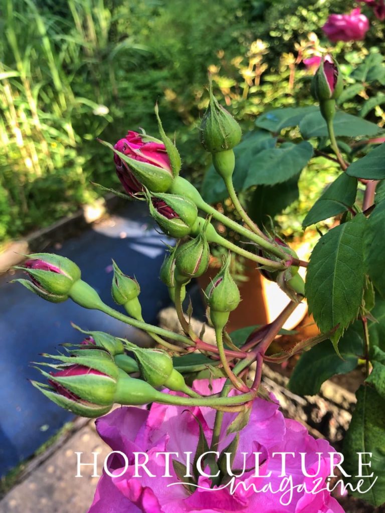 buds of fresh rose bush growth ready to emerge