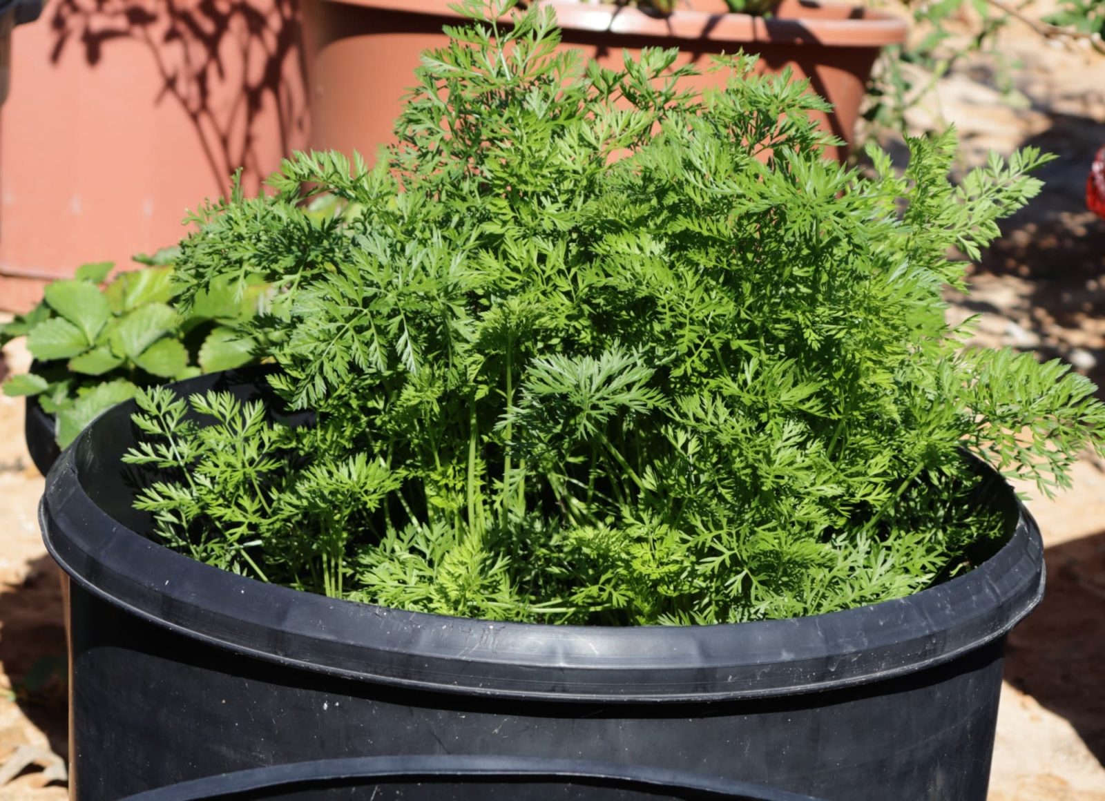 visible foliage of carrot plants in a large round black container