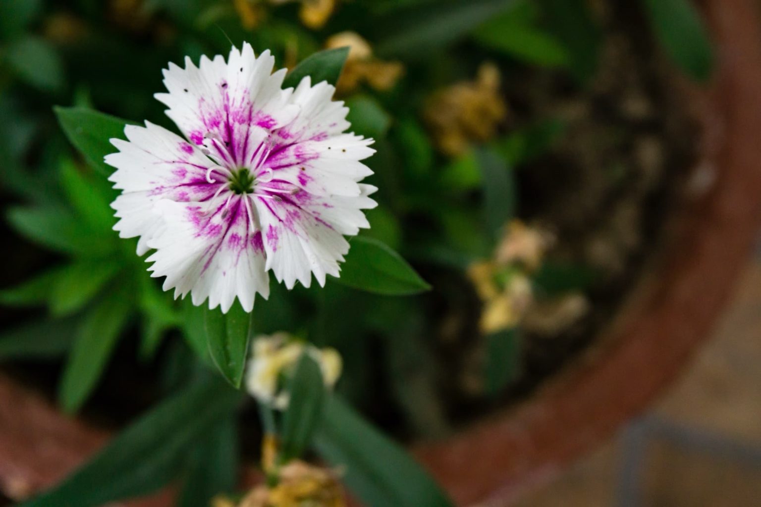 Growing Dianthus In Containers Horticulture Magazine