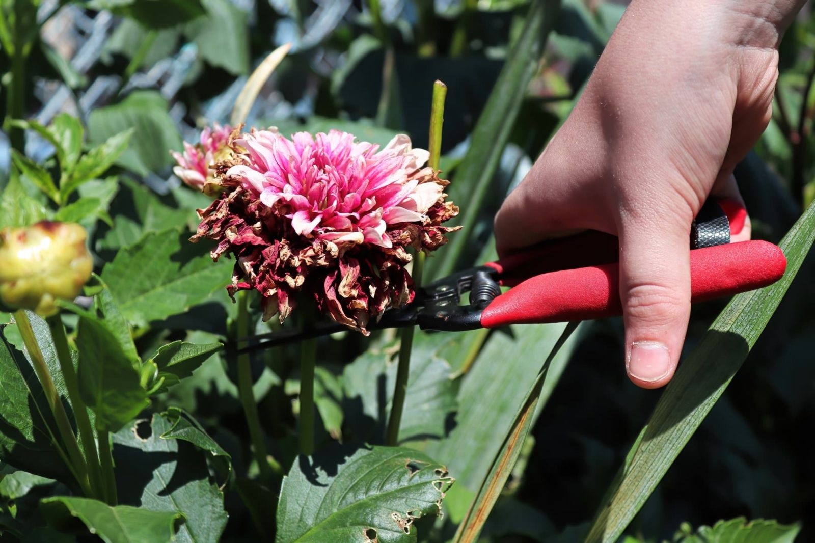 secateurs held horizontally while deadheading spent dahlia blooms