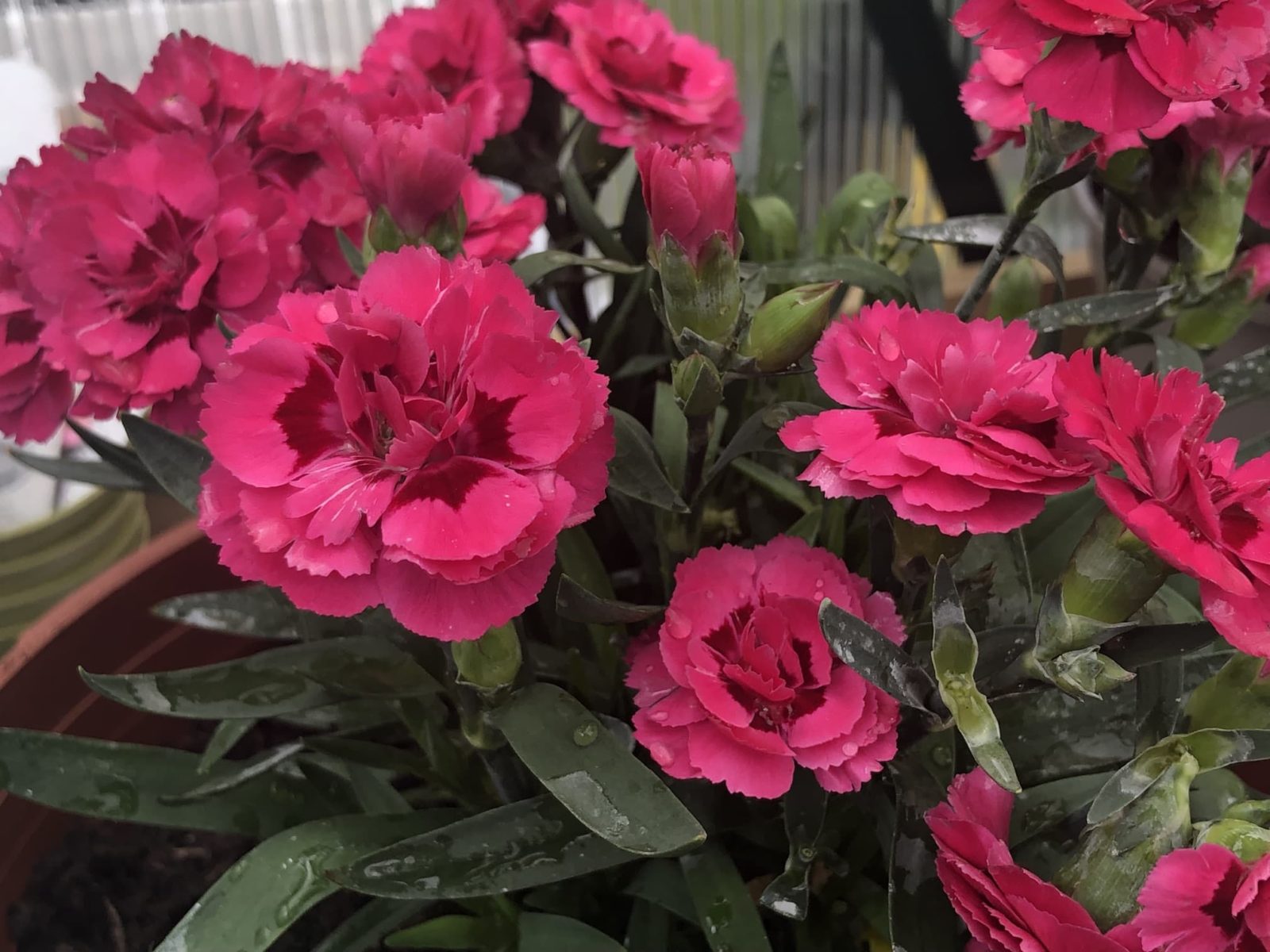 red dianthus flowering in a large container
