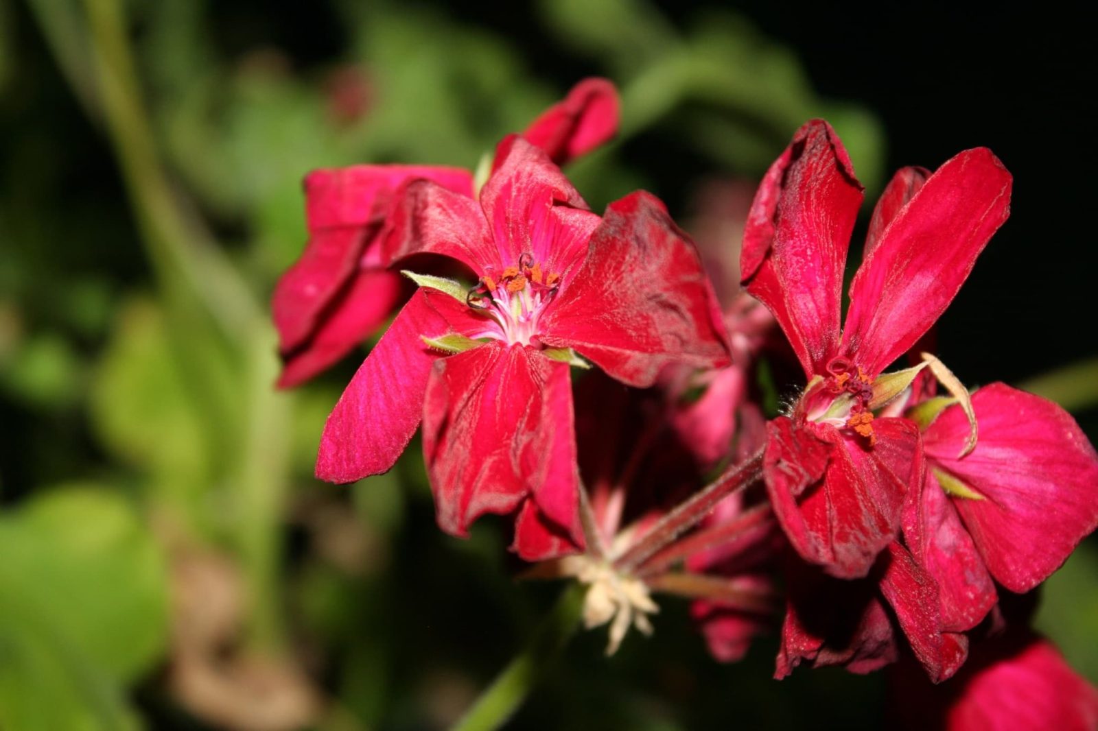 spent geranium blooms looking wilted