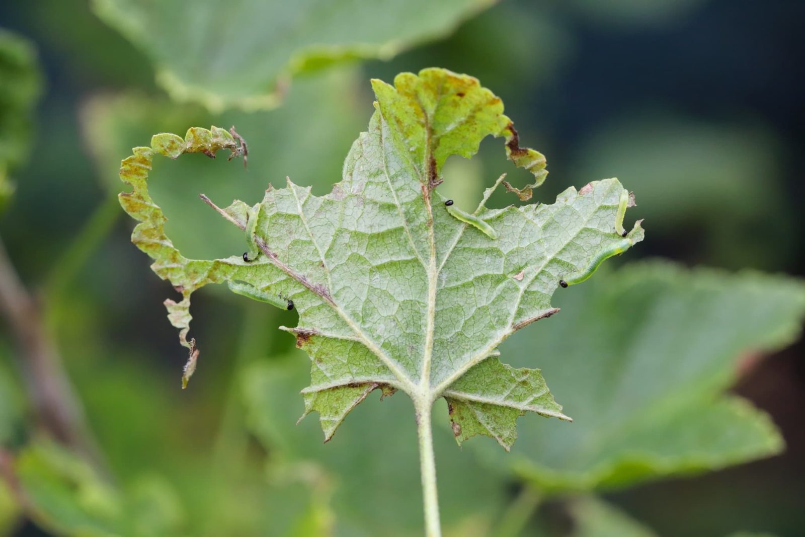 the leaf of a currant eaten away by Small gooseberry sawfly Pristiphora rufipes