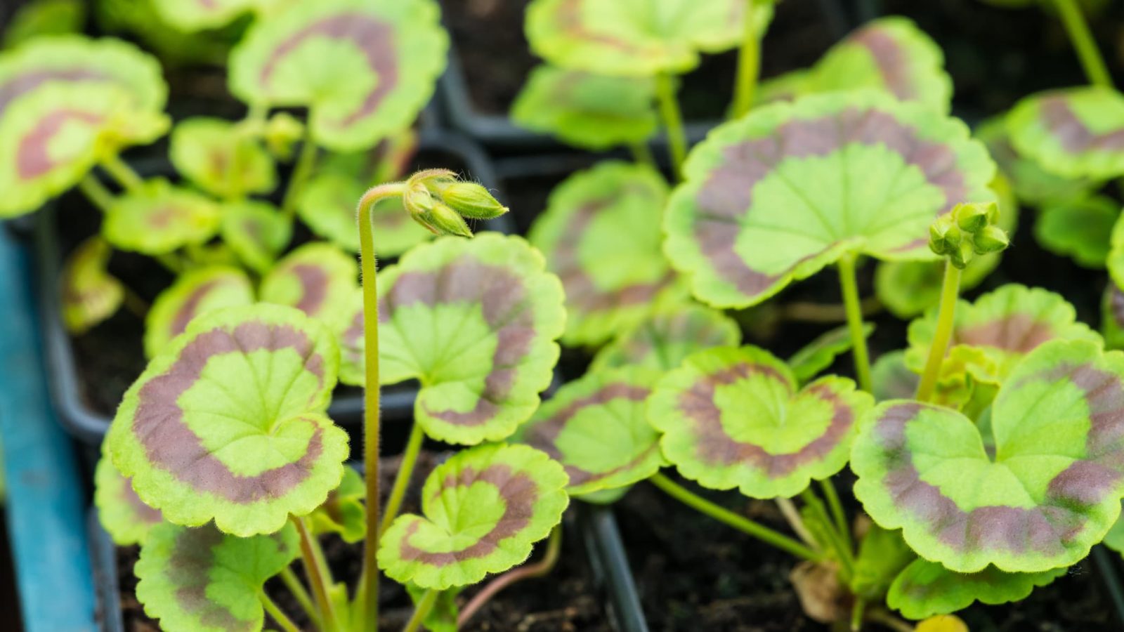 geranium seedlings in a tray