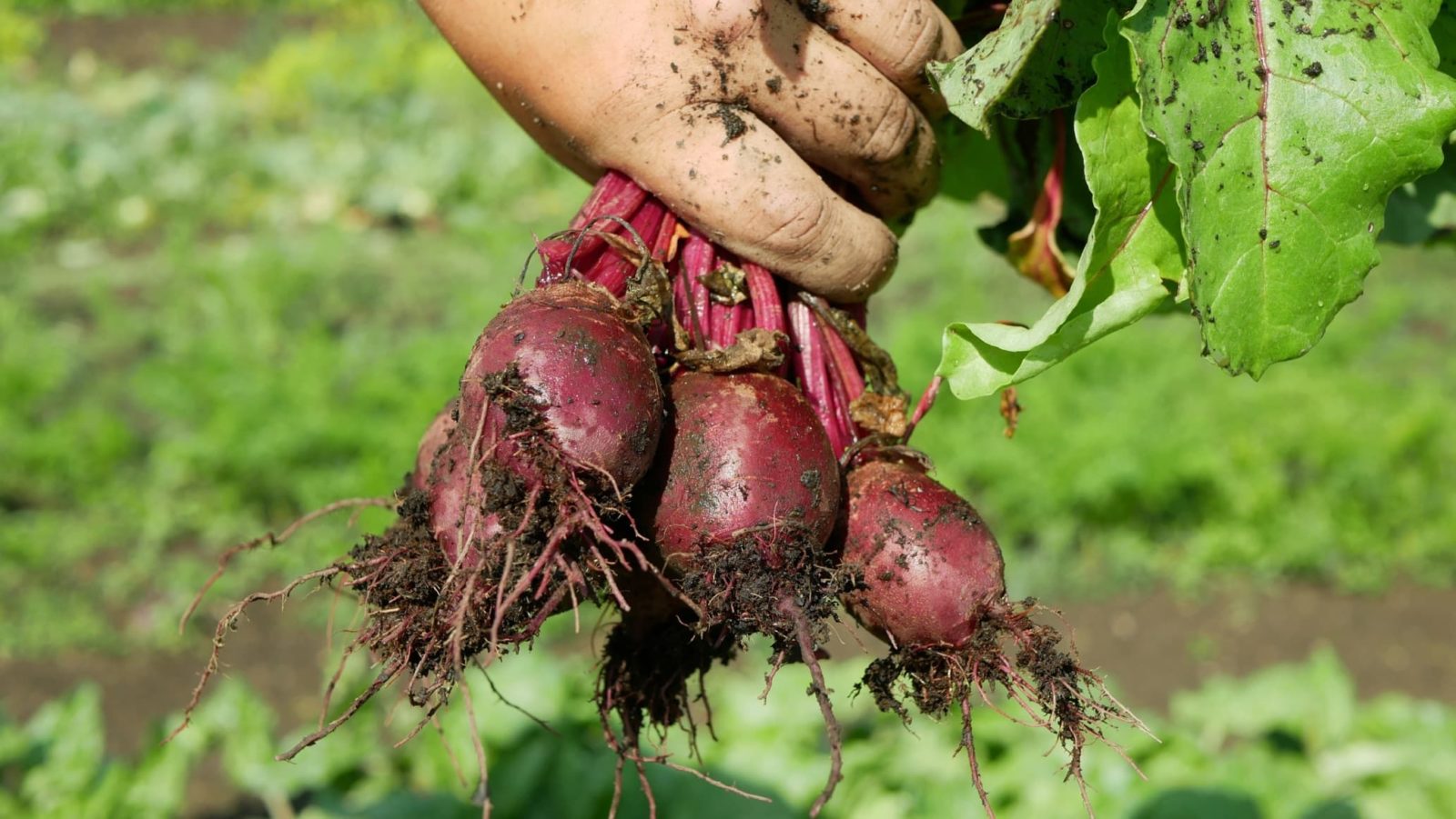 hand holding beetroot vegetables by their leaves