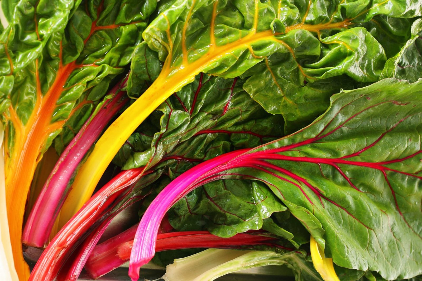 freshly harvested rainbow chard