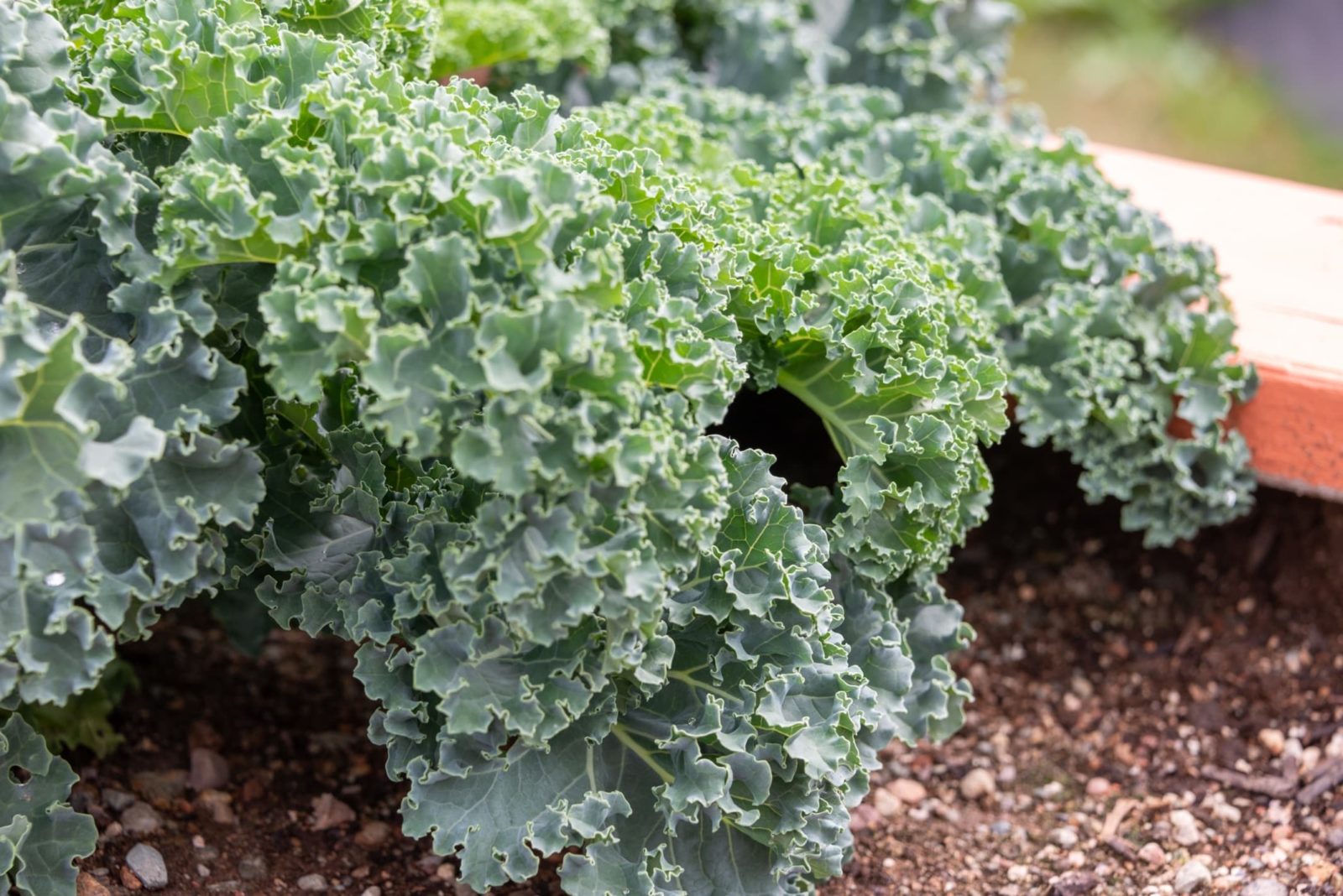 leafy kale in a raised planter