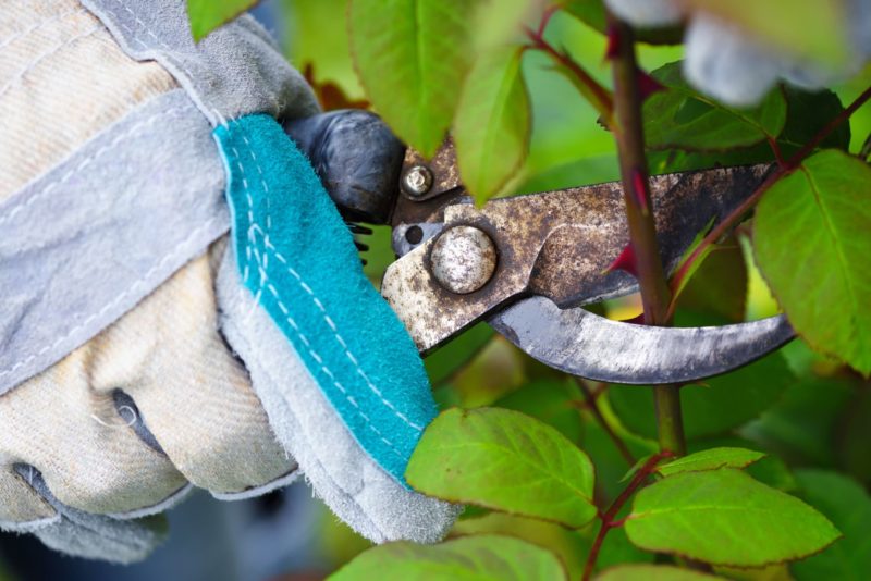How (And When) To Prune Roses Horticulture.co.uk