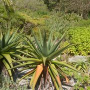 Aloe x principis growing in a tropical garden