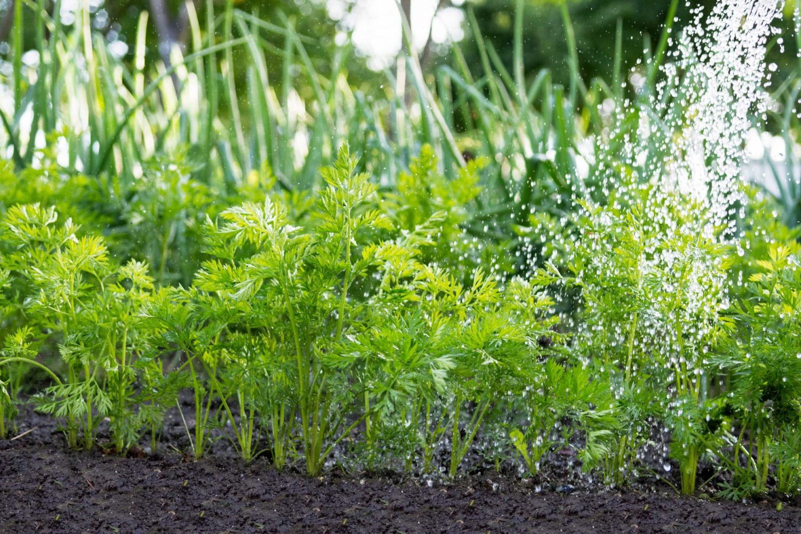 watering carrot plants