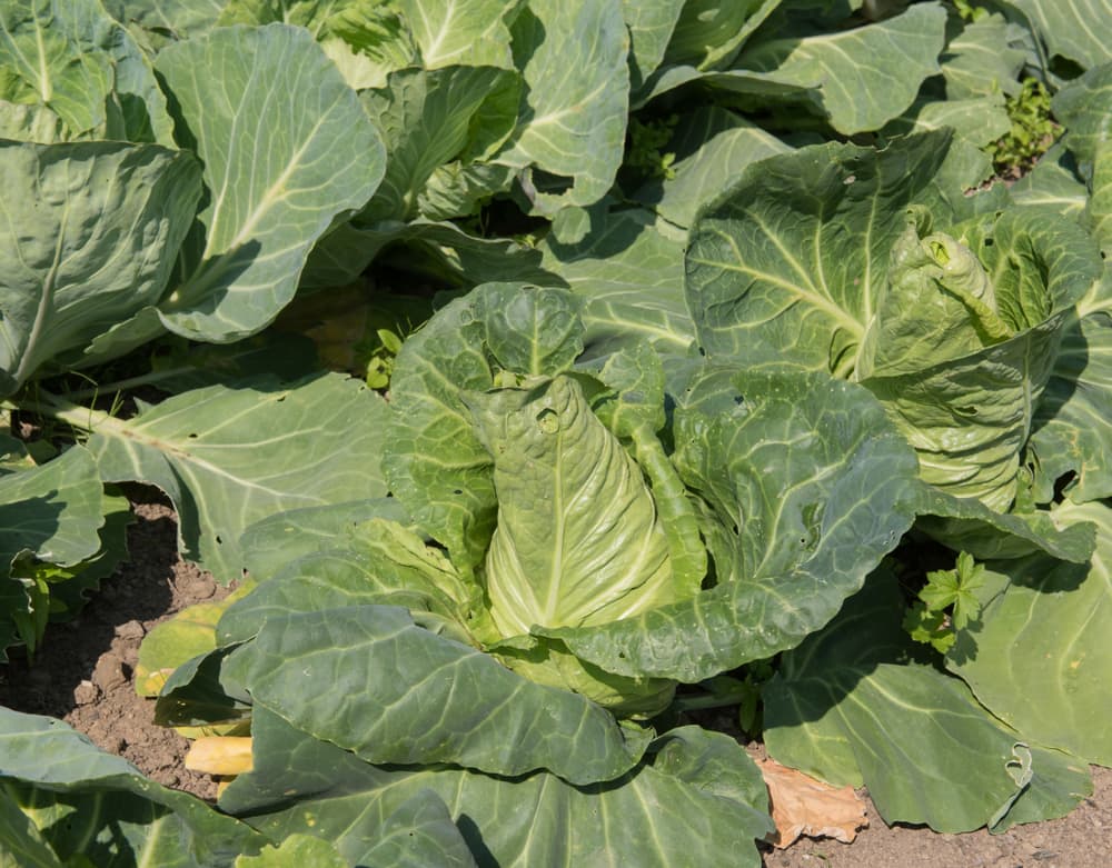 Cabbage 'Pyramid' plants ready for harvest