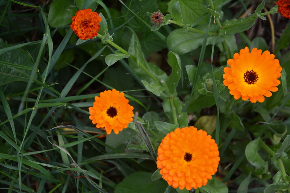 open orange flowers of calendula officinalis